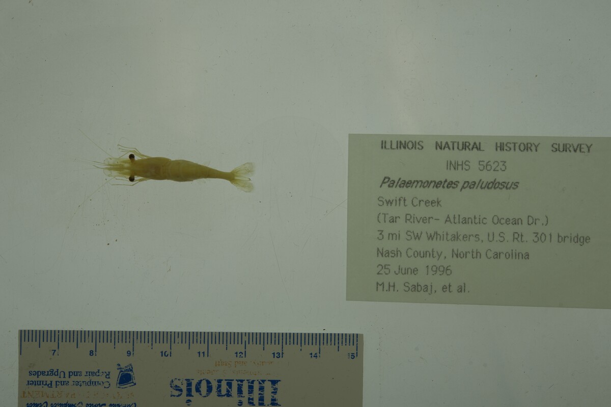 Palaemonetes paludosus image